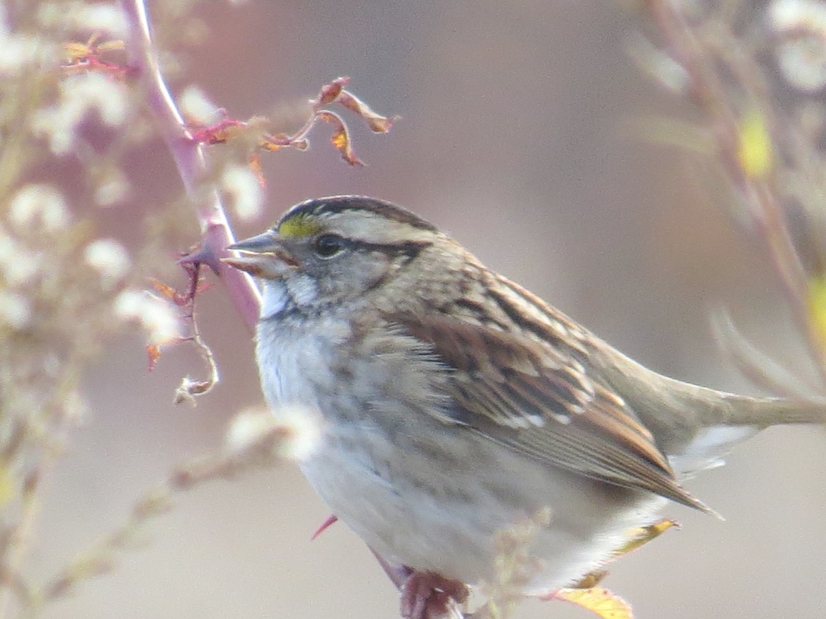 White-throated Sparrow - ML497527181