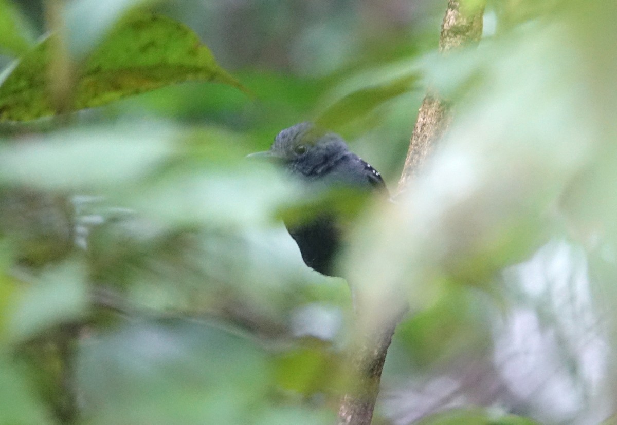 Slate-colored Antbird - ML49752971