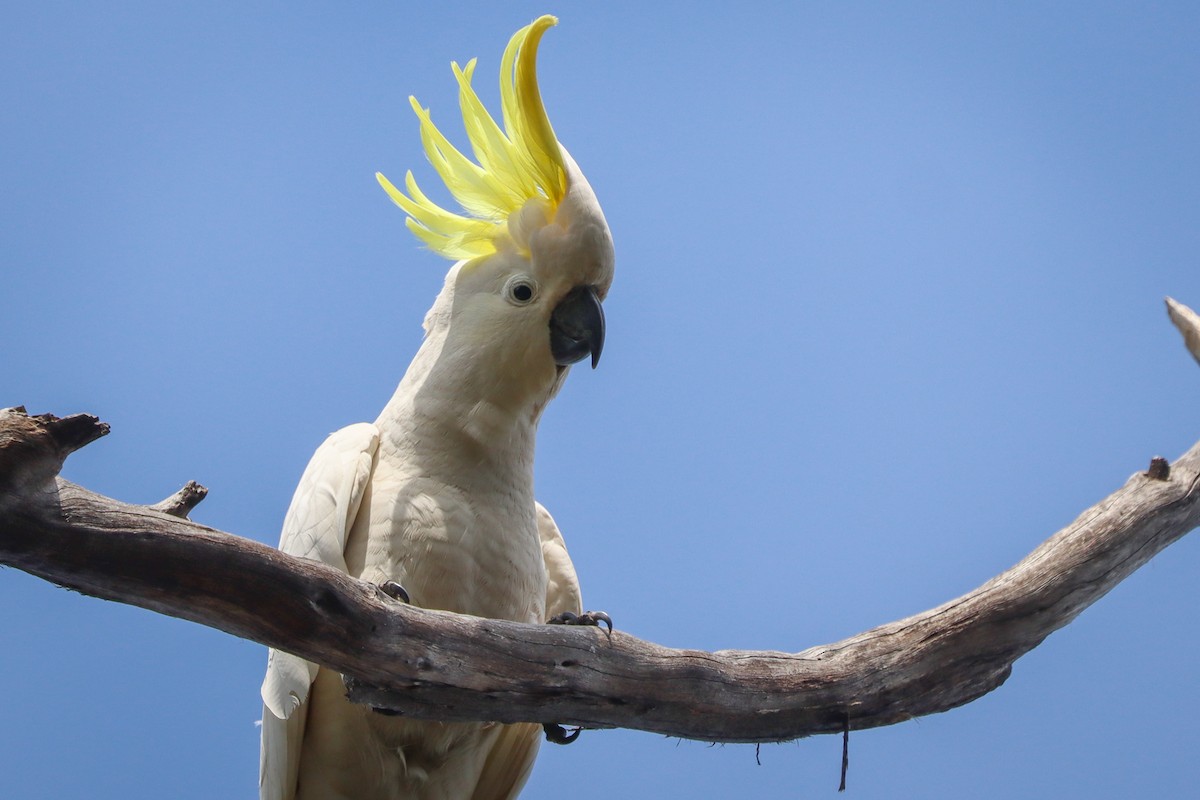 Sulphur-crested Cockatoo - Darcy Whittaker