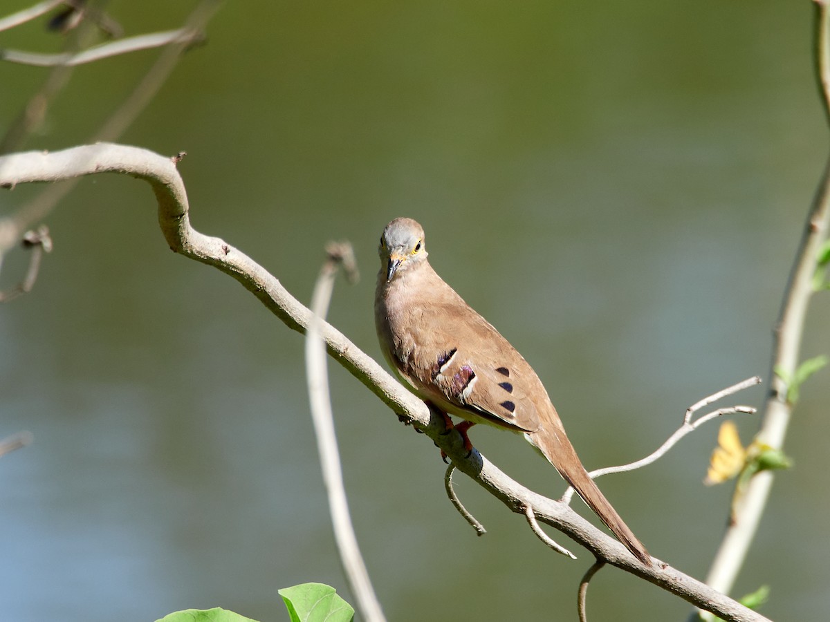 Long-tailed Ground Dove - ML497550631