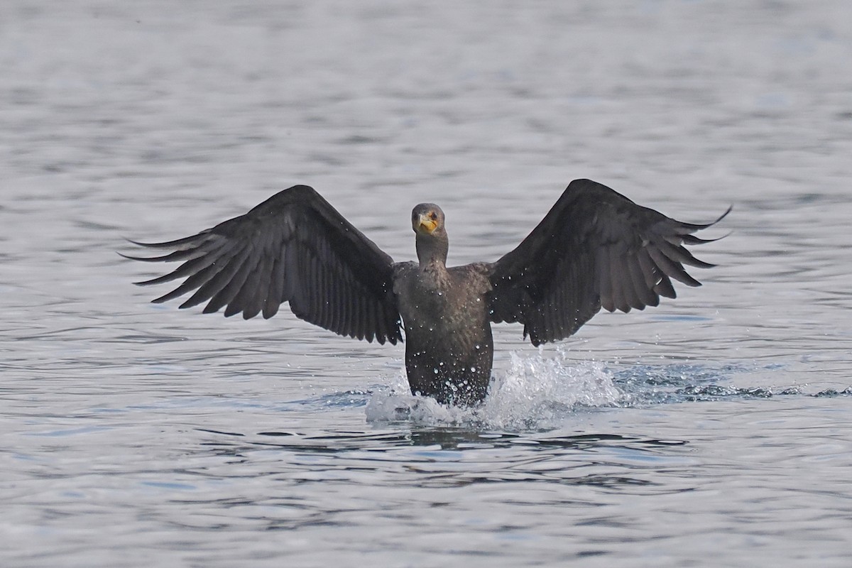 ML497550791 - Double-crested Cormorant - Macaulay Library