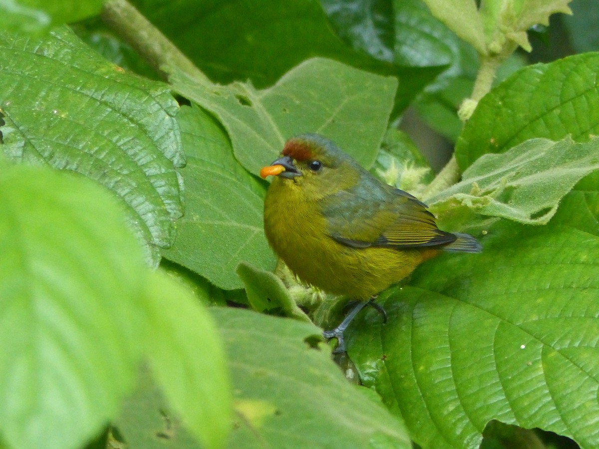 Fulvous-vented Euphonia - Carolyn Wilcox