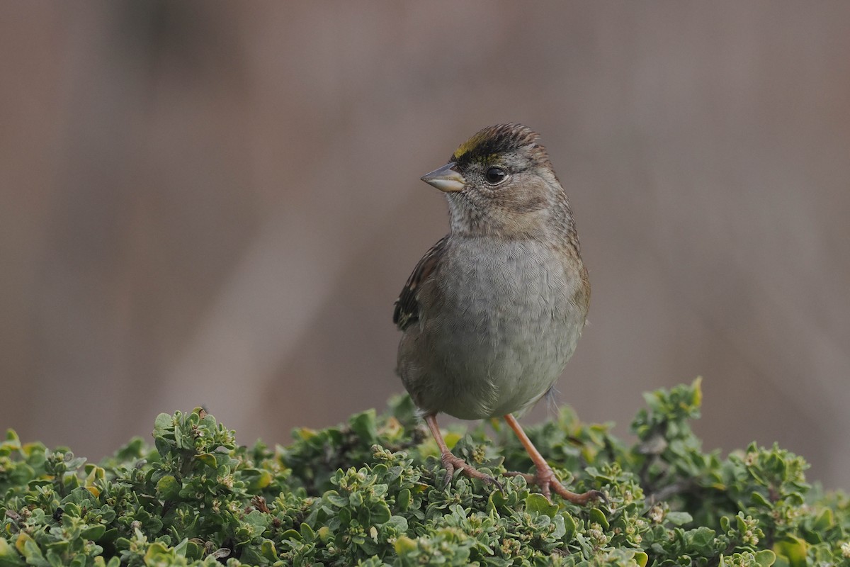 Golden-crowned Sparrow - ML497552101