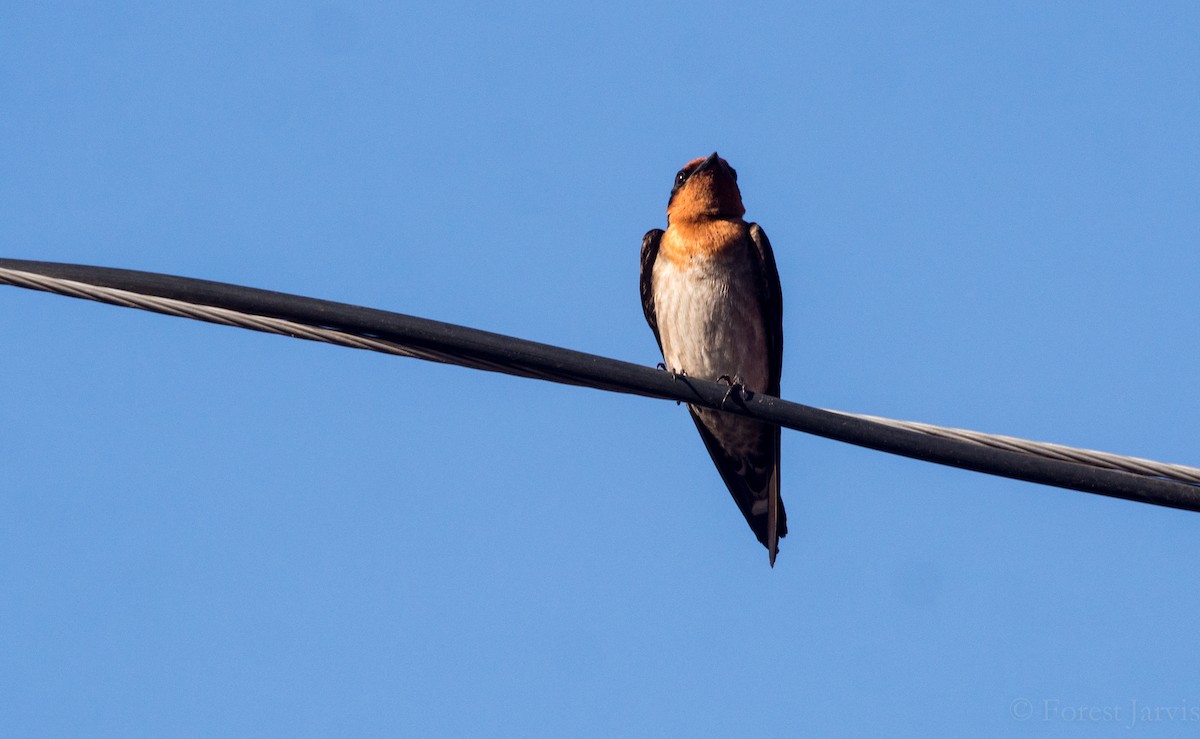 Pacific Swallow - Forest Botial-Jarvis