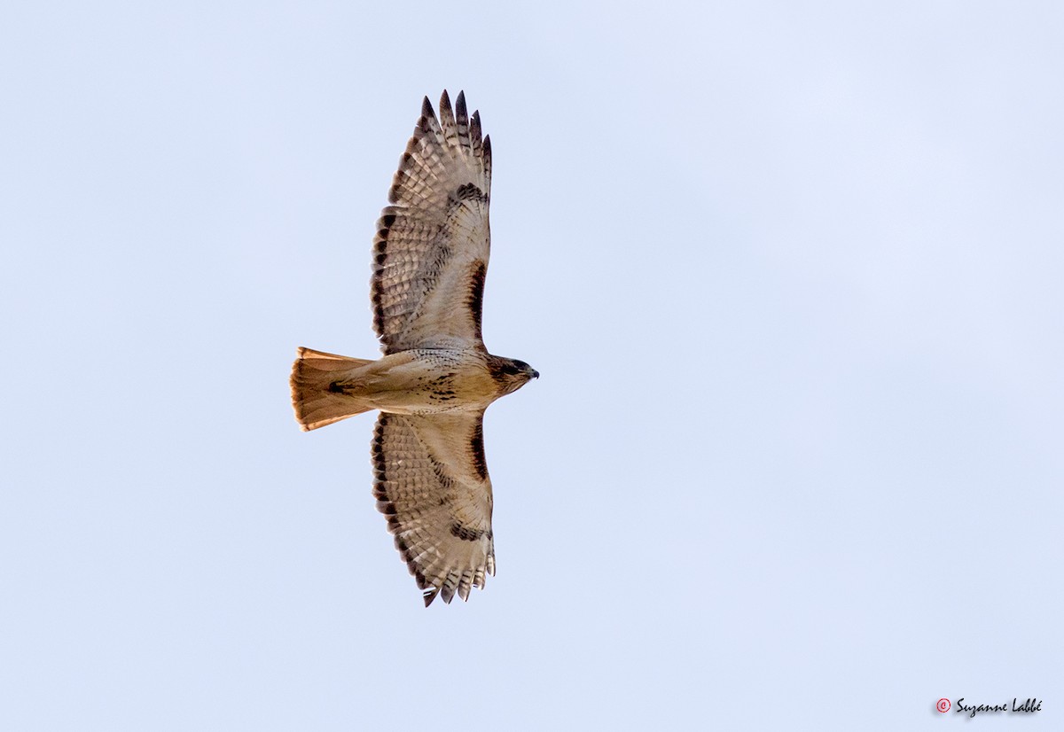 Red-tailed Hawk - Suzanne Labbé