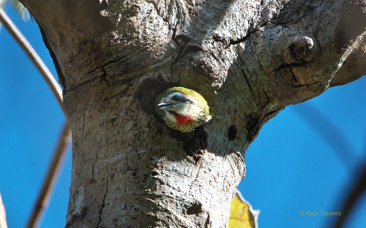 Cuban Green Woodpecker - Paul Tavares