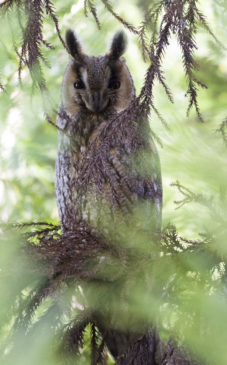 Long-eared Owl - Anupam Khanna
