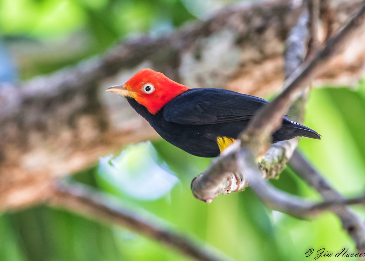Red-capped Manakin - Jim Hoover