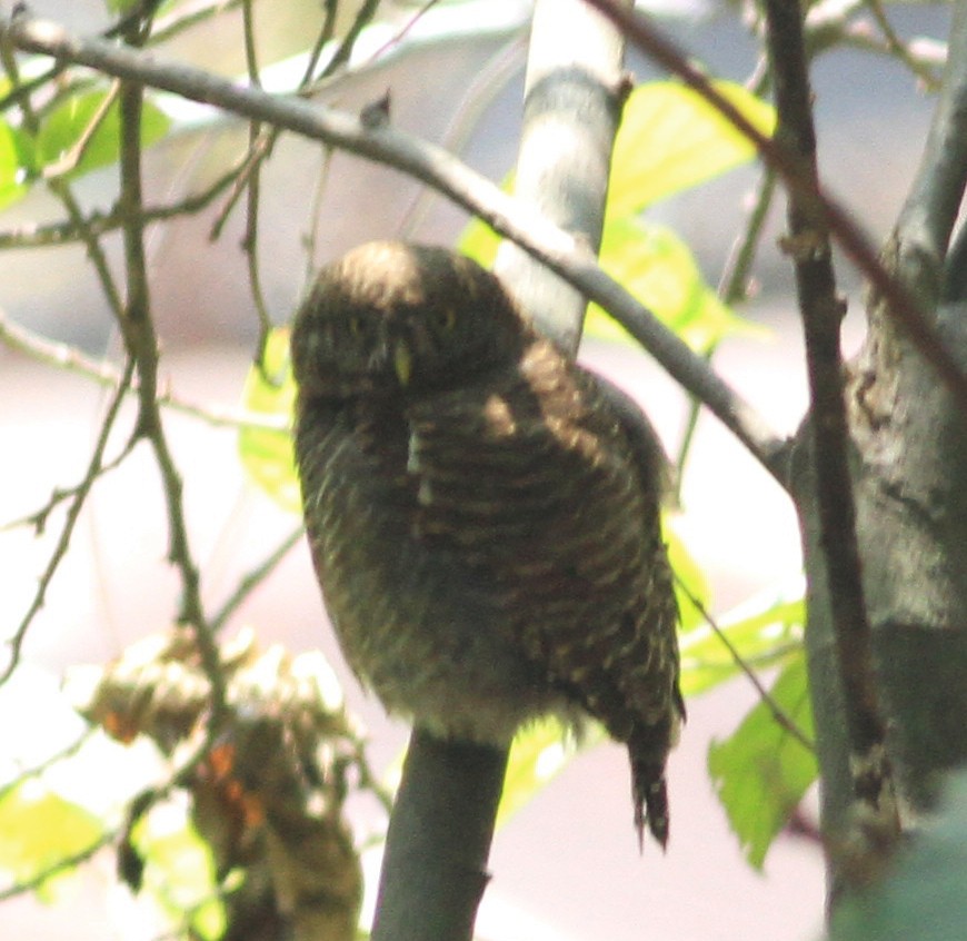 Asian Barred Owlet - ML49756401