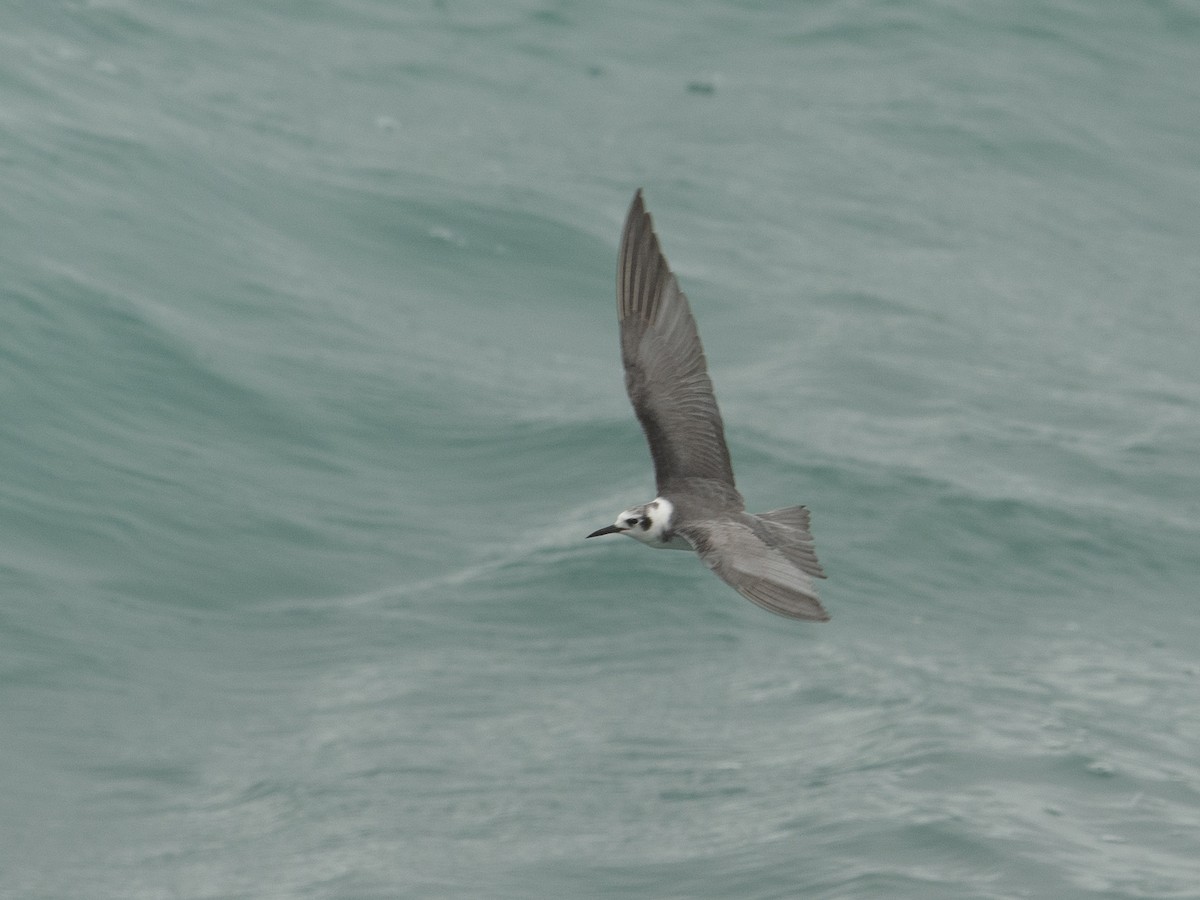 Black Tern - ML497564081