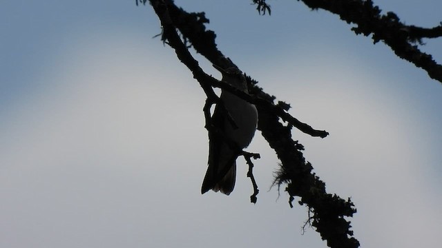 White-bellied Hummingbird - ML497569081