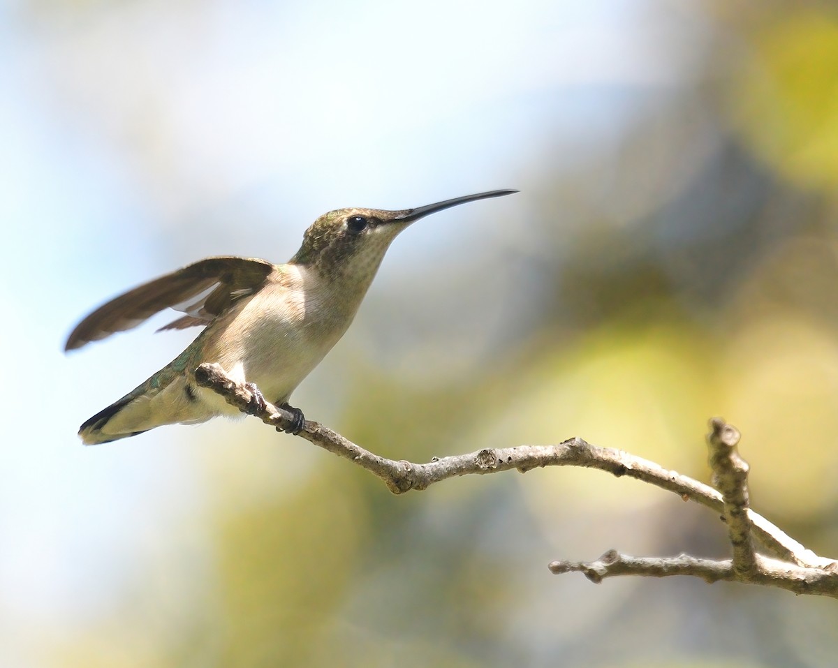 Ruby-throated Hummingbird - ML497569441