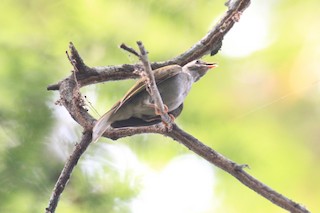  - Yellow-footed Honeyguide