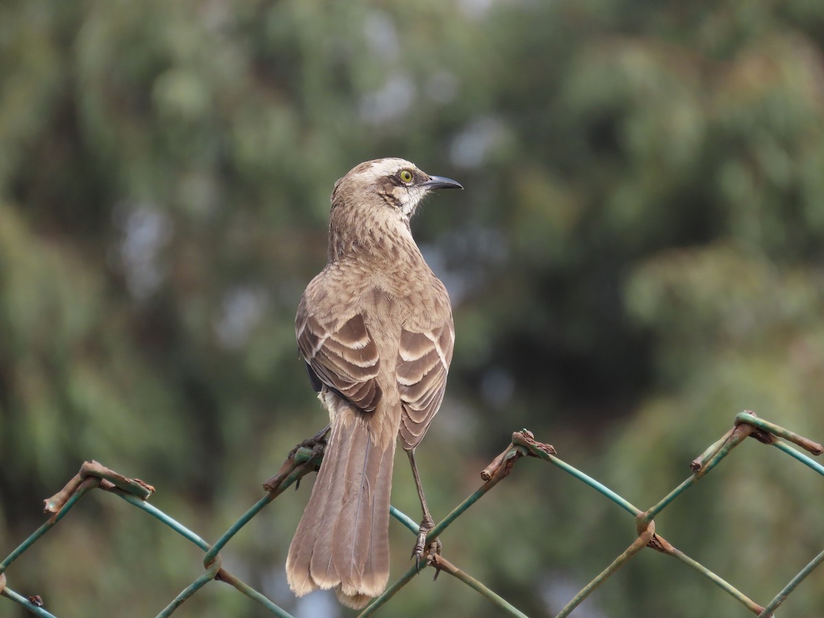 Long-tailed Mockingbird - ML497578671
