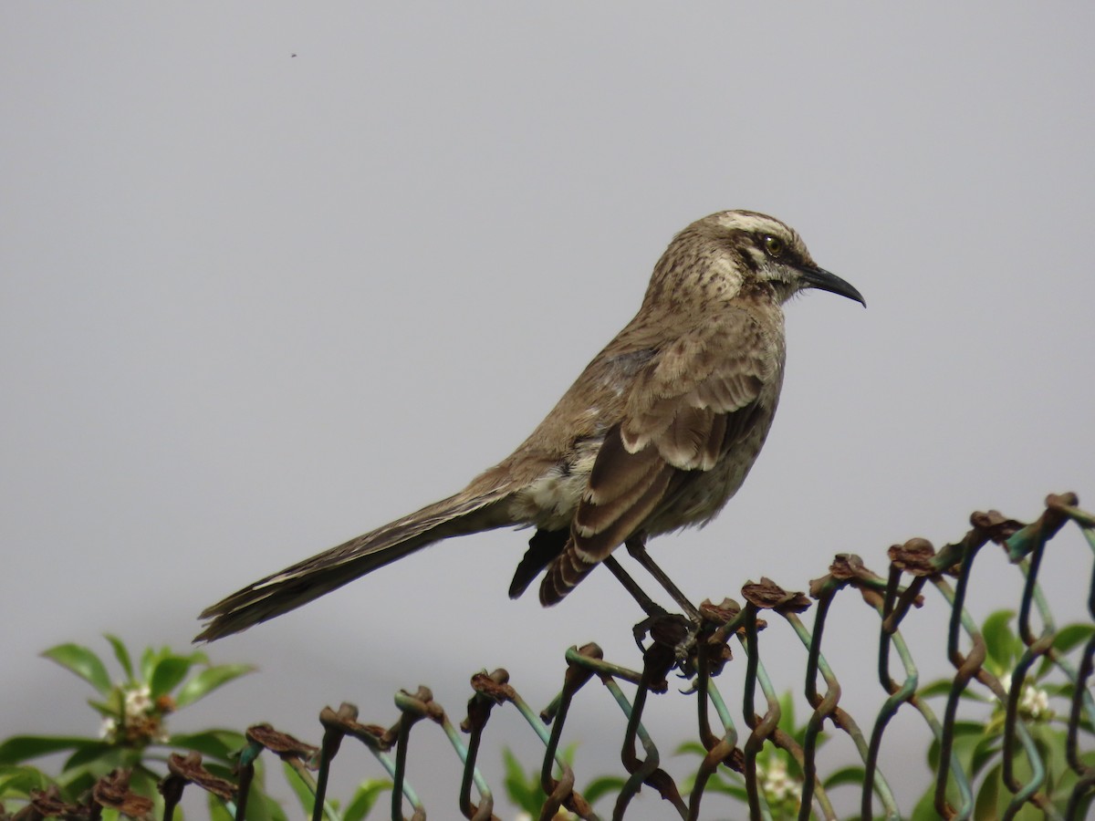 Long-tailed Mockingbird - ML497578681