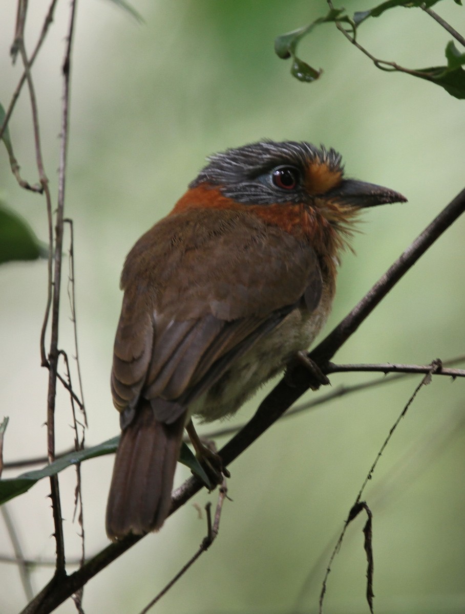 Rufous-necked Puffbird - ML49757941
