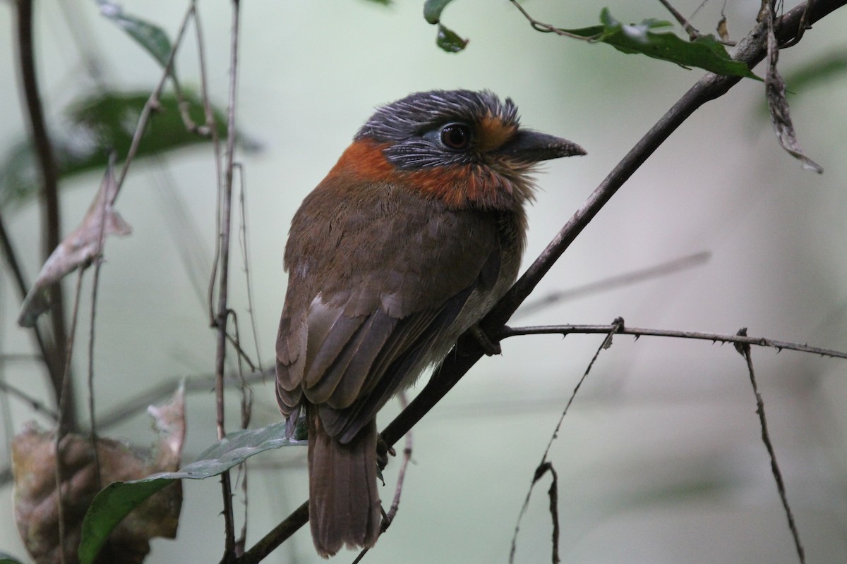 Rufous-necked Puffbird - ML49758181