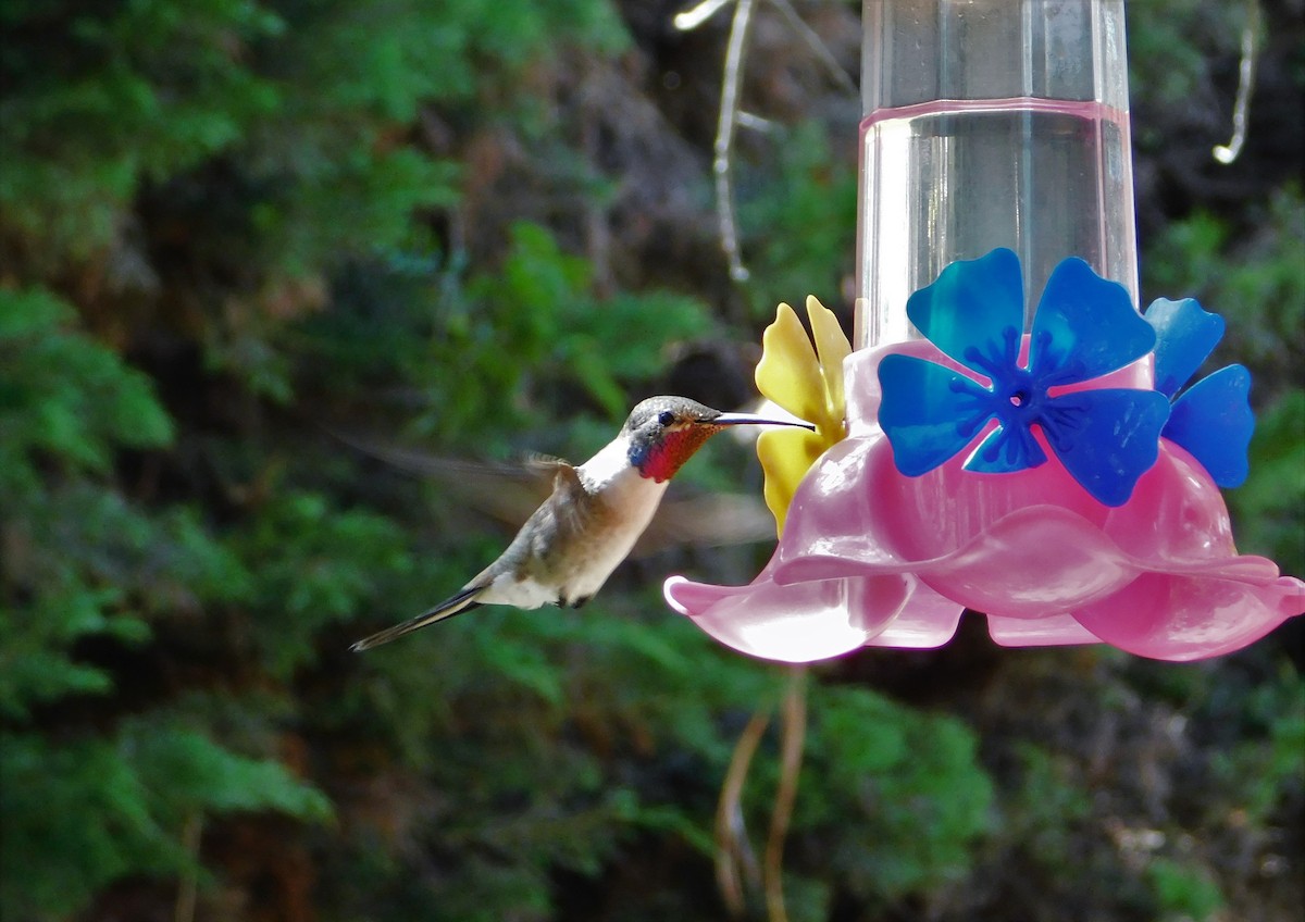 Oasis Hummingbird - Nicolás Bejarano