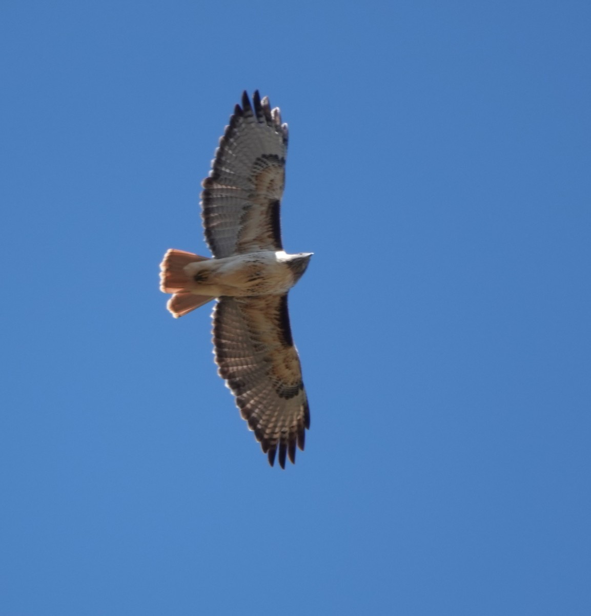 Red-tailed Hawk - ML497588041