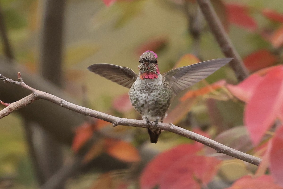 Anna's Hummingbird - ML497596031