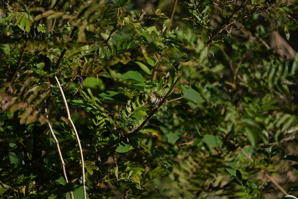 Kamchatka Leaf Warbler - ML497602381