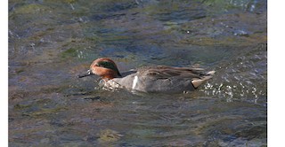 Green-winged Teal, ML49760431