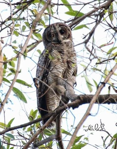 Mottled Wood-Owl - ML49761001