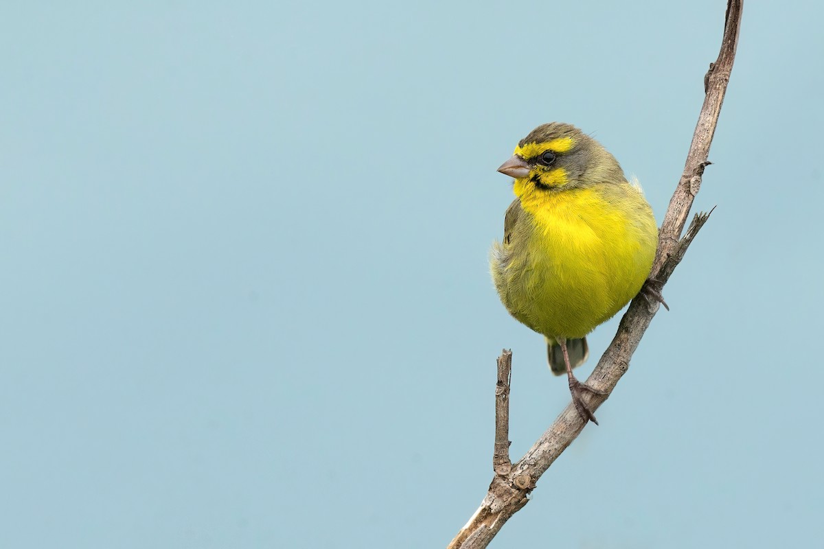 Yellow-fronted Canary - ML497611971