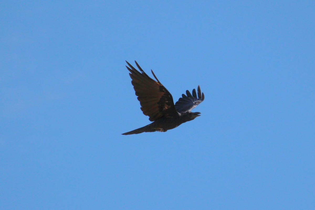 Large-billed Crow - ML49761281