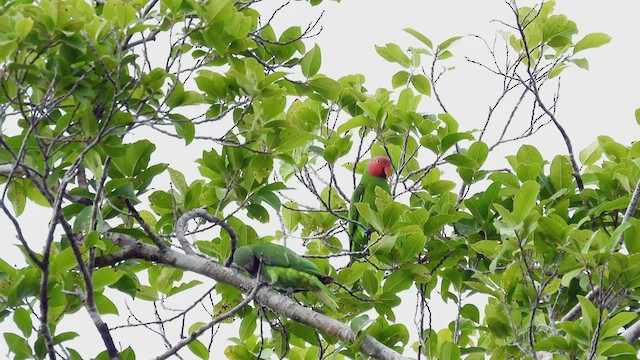 Red-cheeked Parrot - ML497612861