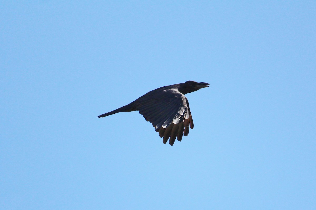 Large-billed Crow - ML49761291