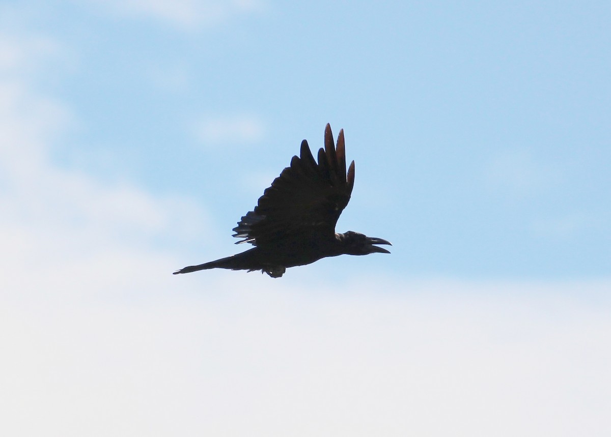 Large-billed Crow - ML49761311