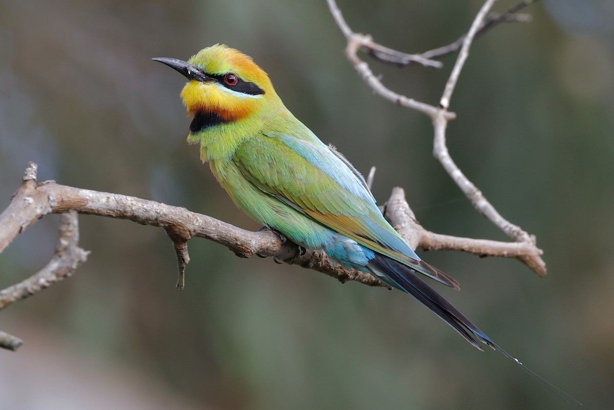 Rainbow Bee-eater - ML497615011