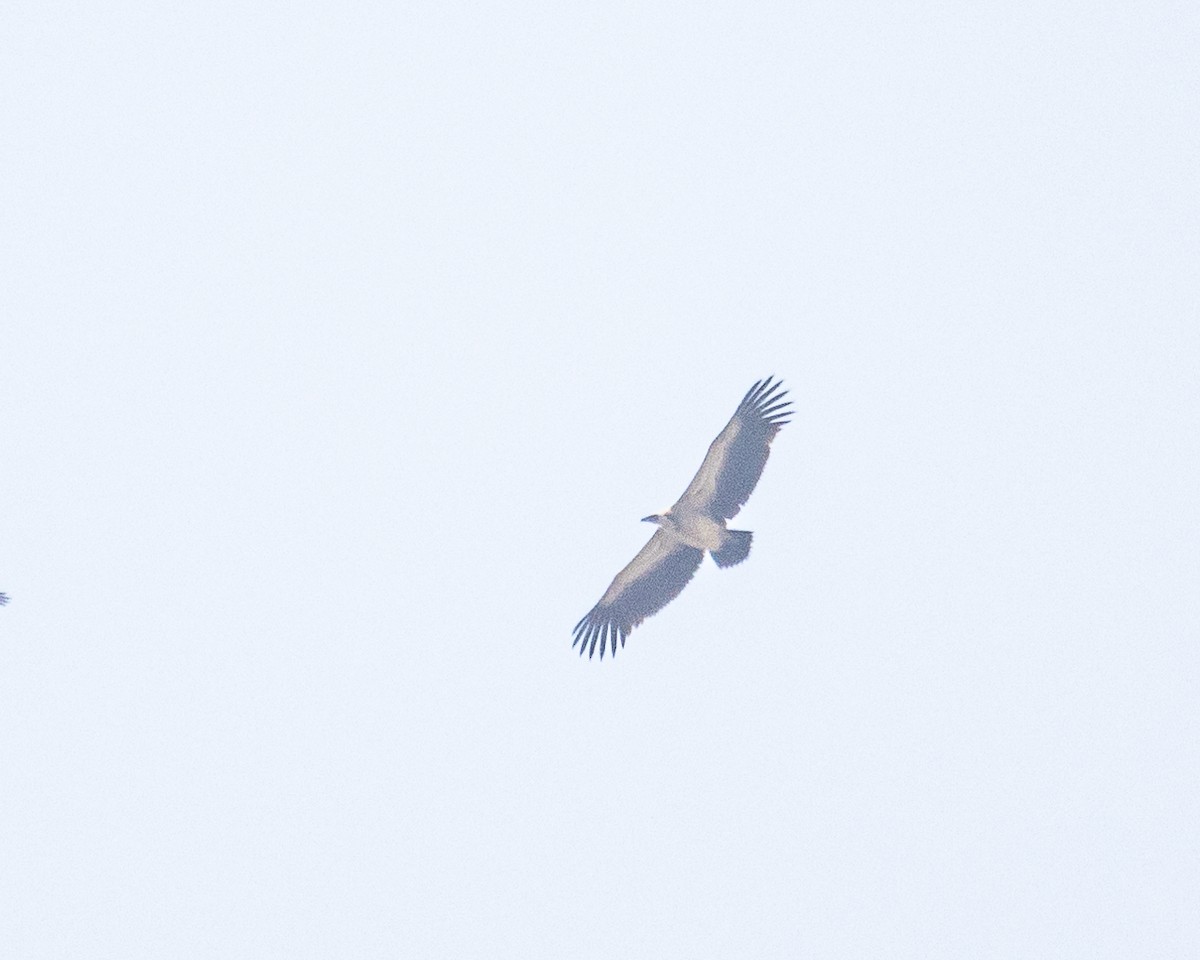Indian Vulture - ML497615731