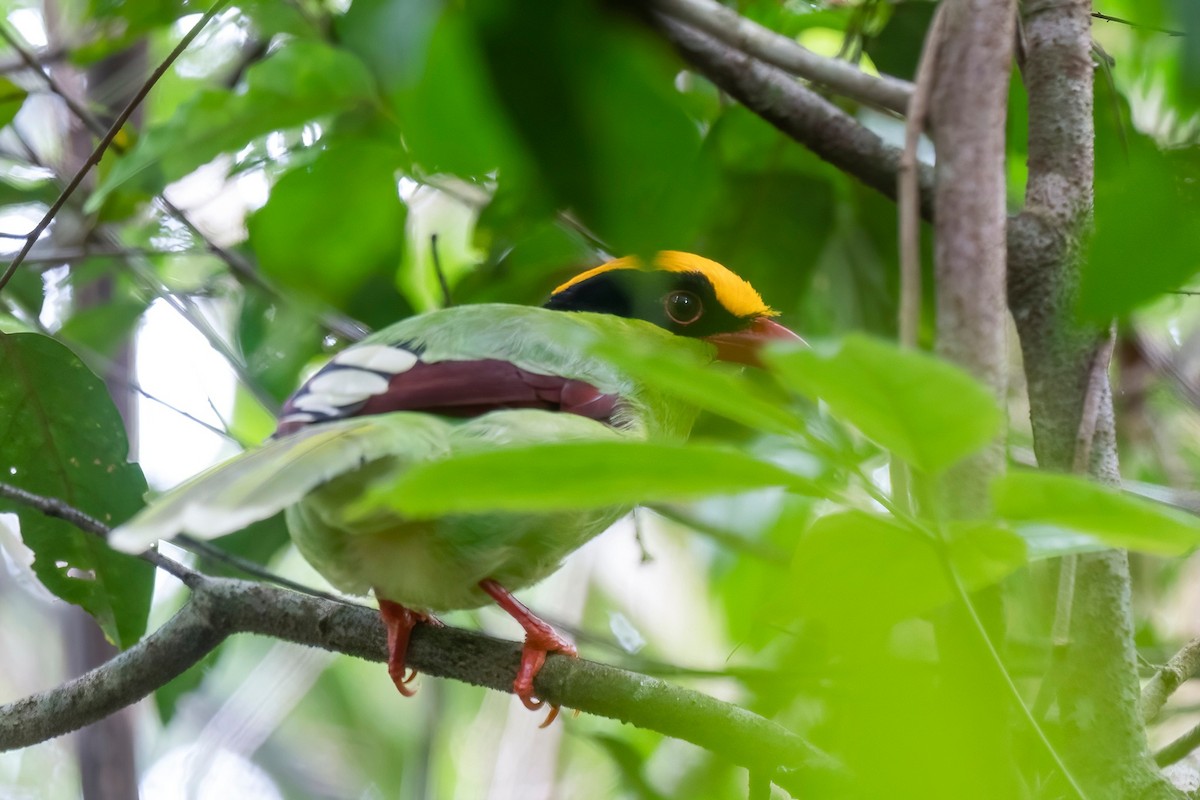 Common Green-Magpie (Yellow-crowned) - Dinh Thinh