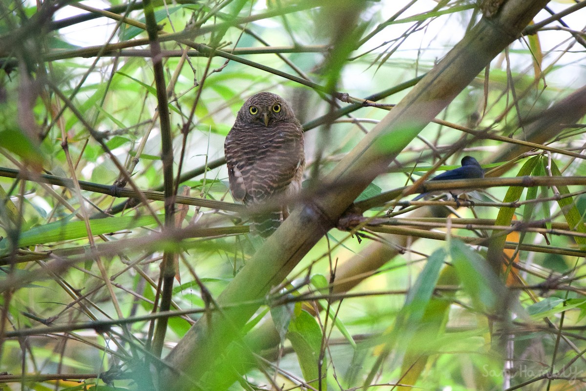 Asian Barred Owlet - Sam Hambly
