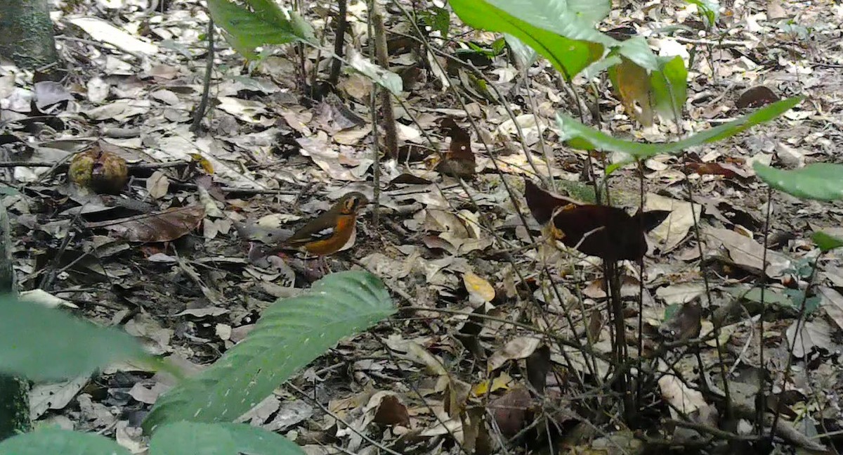 Black-eared Ground-Thrush (Cameroon) - ML497633601