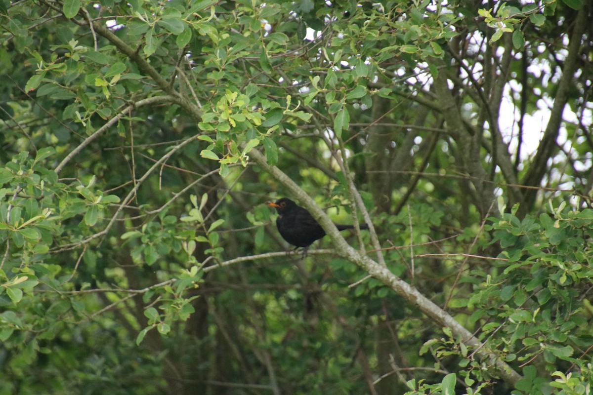 Eurasian Blackbird - ML497635051