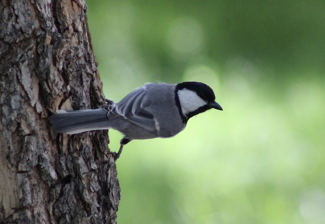 Adult dorsal view (subspecies <em class="SciName notranslate">ferghanensis</em>). - Great Tit (Turkestan) - 