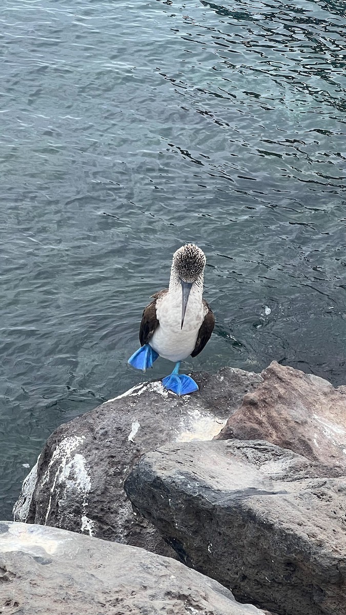Blue-footed Booby - ML497638421