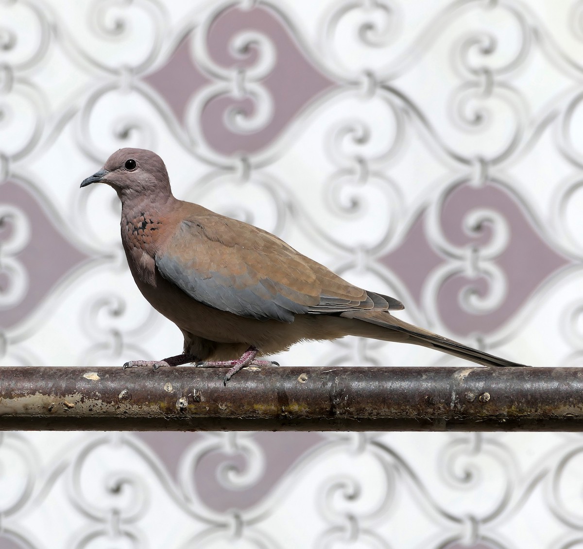 Laughing Dove - ML497639491