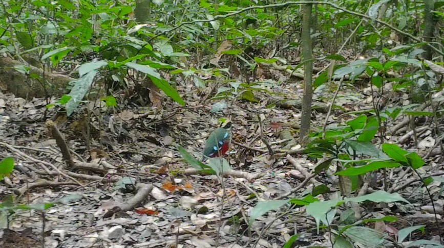 Green-breasted Pitta - ML497641681