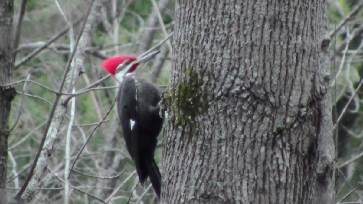 Pileated Woodpecker - ML49765281