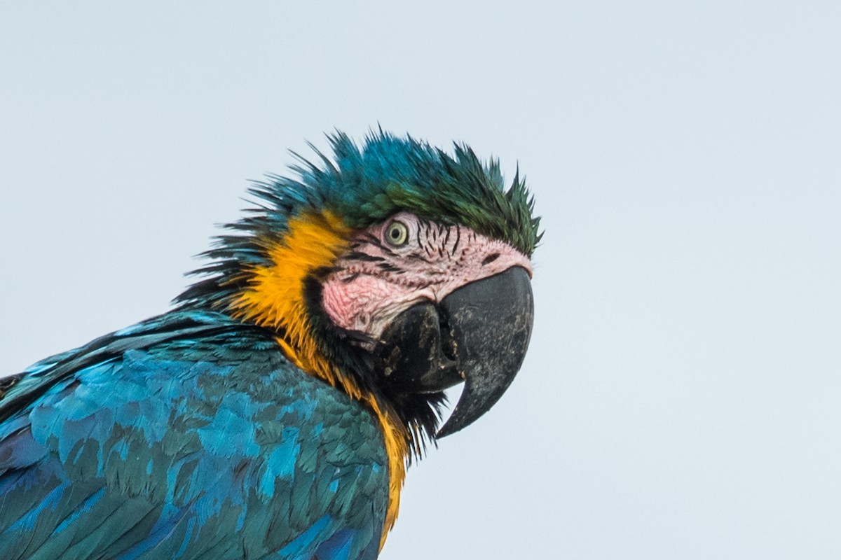 Blue-and-yellow Macaw - ML497656311