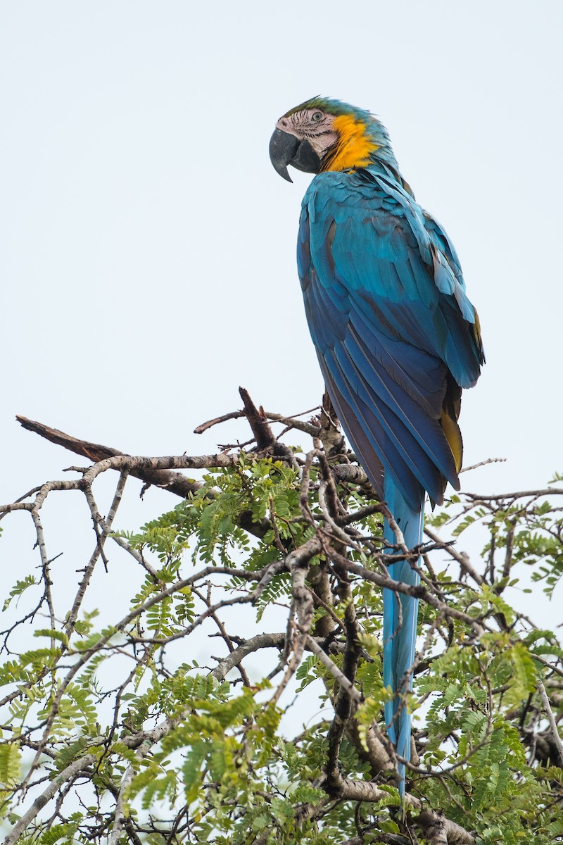 Blue-and-yellow Macaw - ML497656331