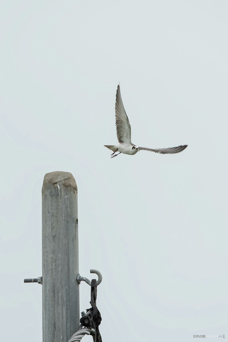 White-winged Tern - ML497656821