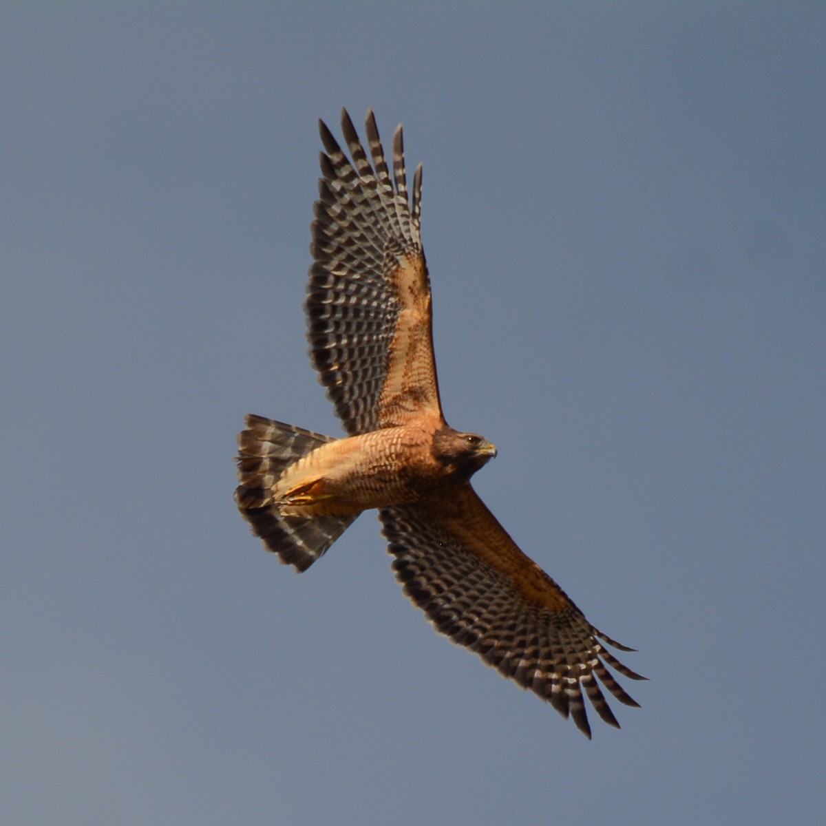 Red-shouldered Hawk - Keith McCullough