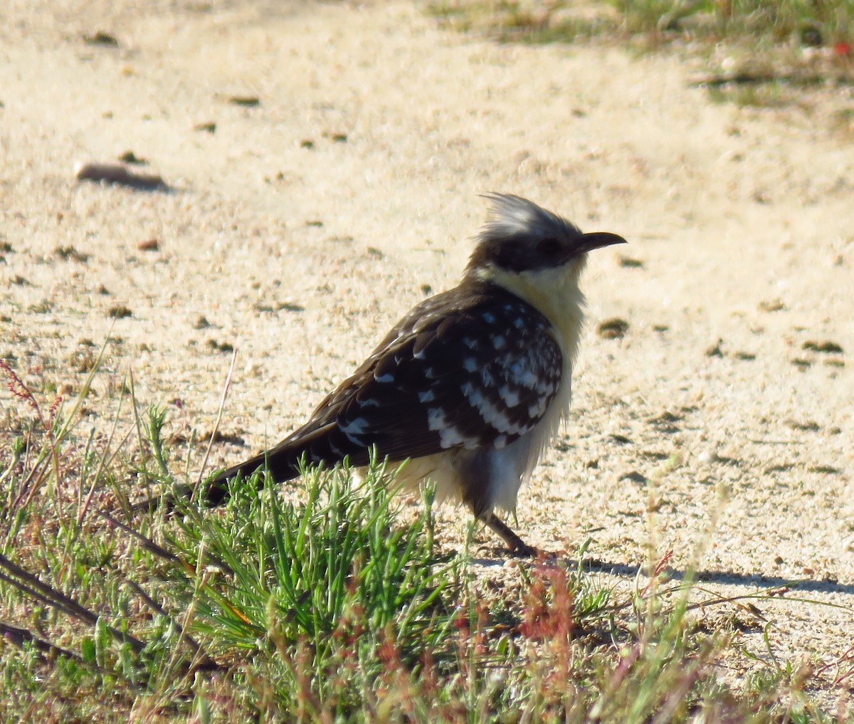 Great Spotted Cuckoo - ML497675771