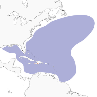 Distribution of the Black-capped Petrel - Range Map