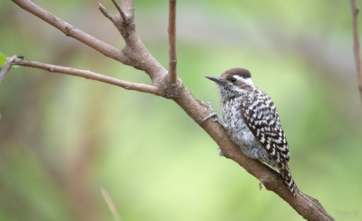 Checkered Woodpecker - ML497679211